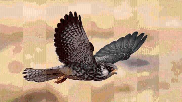 What are Amur falcons? Migratory birds with an incredible journey once hunted in Nagaland