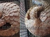 Belthangady: Rare pangolin spotted in Balanja village
