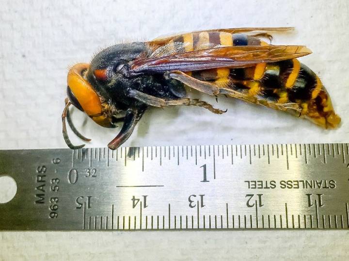 Father and son killed by swarm of 'murder hornets' on Asian vacation