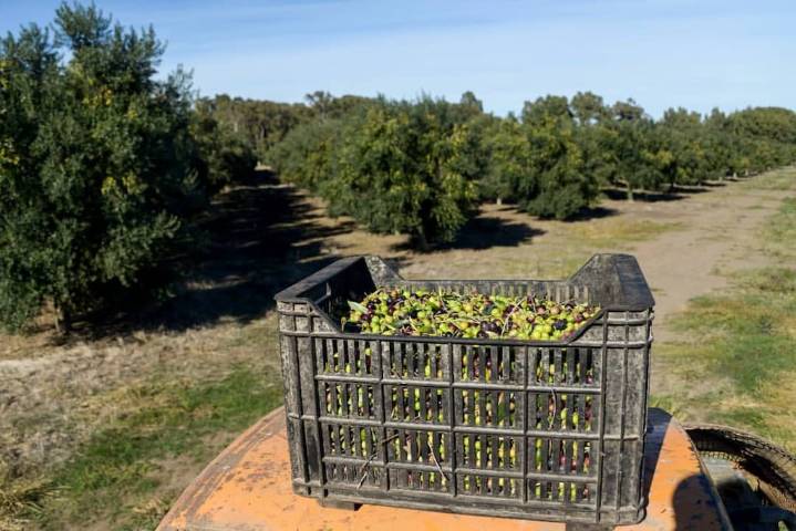 El olivo gana protagonismo y Argentina exhibe su potencial en el Día Mundial