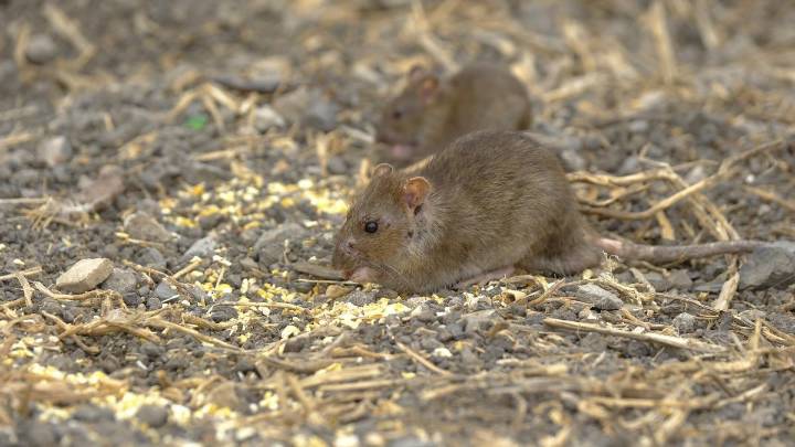 El nuevo contrato de plagas de Las Palmas de Gran Canaria: 178 calles desinfectadas en dos semanas