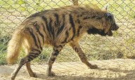 Striped Hyenas arriving in Jambu Zoo