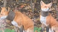 Fox with plastic piping stuck on neck caught, treated and released in Broomall, Delaware County