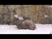 Animals in Chicago zoo delight in fresh snowfall