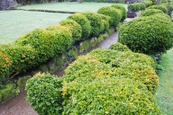 Why Boxwoods Turn Yellow in Winter—and What You Can Do About It