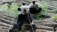 France says ‘Bon voyage’ to 2 giant pandas as they head back to China