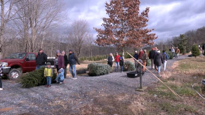 Black Friday stems busiest day for Christmas tree sales