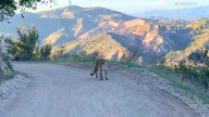 Popular O.C. park temporarily closes after mountain lion stalks, charges trail bikers