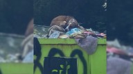 North Carolina Shelter Horrified After Discovering Dog Dumped Like Trash Over Simple Mistake