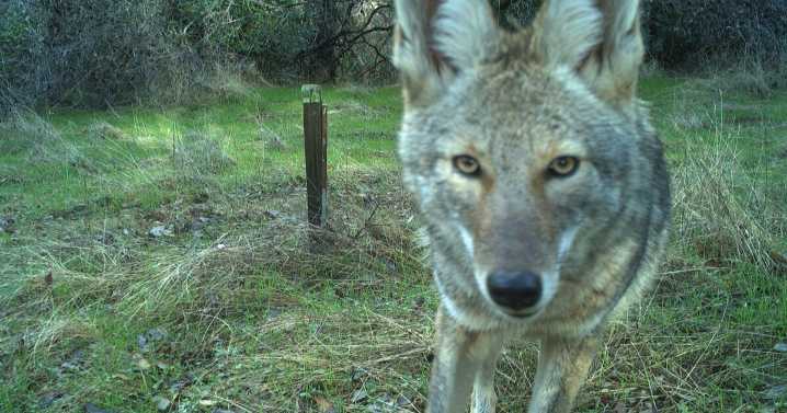Seeing more wildlife in your yard? Climate change may explain why, UCLA study finds