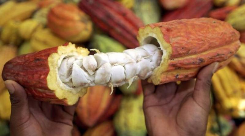 Venezuela se posiciona como gran productor de cacao con calidad exportadora