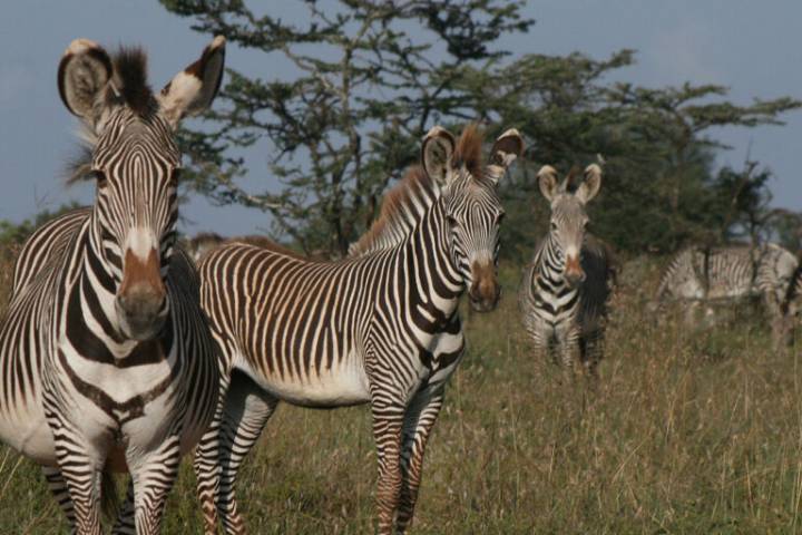 Climate change threatens unique ‘Samburu Special 5’ wildlife in arid East Africa