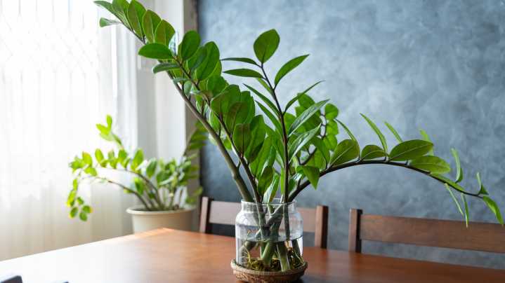 Want A More Lush ZZ Plant All Year Round? Try These Watering Tips