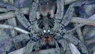 Wolf Spider Eyes "Glow" At Night If You Pick Catch Them With Your Flashlight