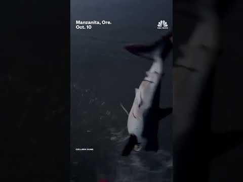 Woman saves shark stranded on an Oregon beach
