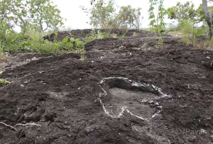 Una investigación inédita descubre huellas de dinosaurios de más de 100 millones de años en la Amazonía