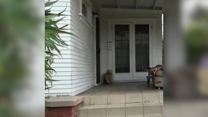 Stray Pup’s Search For Safety Leads To A Loving Forever Home In California