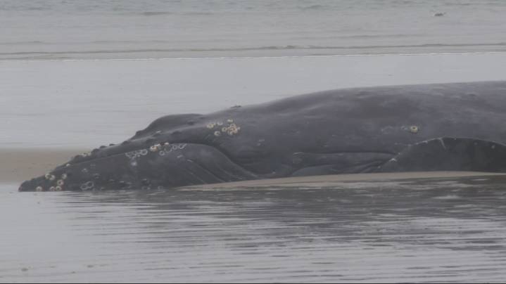 Rescue efforts fail for beached humpback whale near Yachats; euthanasia likely option
