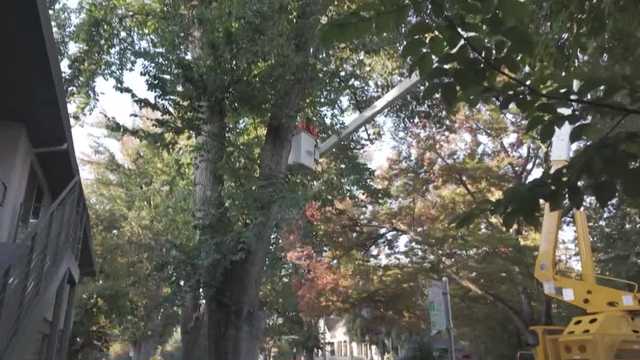 Sacramento plans to add trees as it faces maintenance backlog