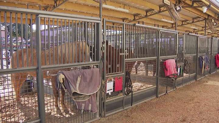 Fort Worth Stockyards hit pause on horse events due to EHV