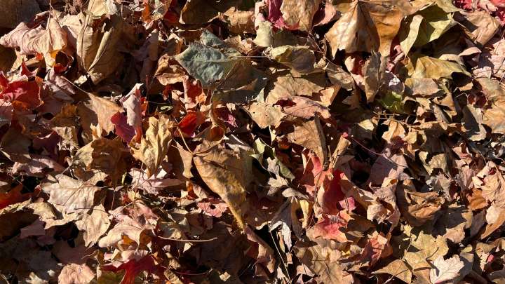 Environmentally friendly ways to use fallen leaves