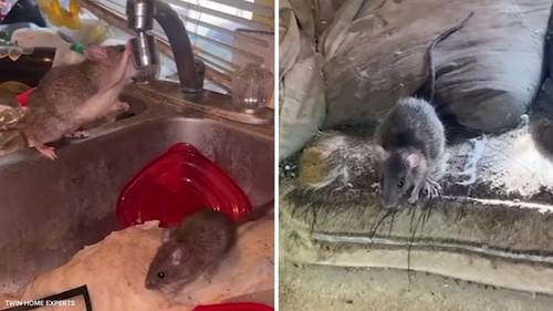 Rat-infested home in Orange County declared public nuisance as rodents roam around neighborhood