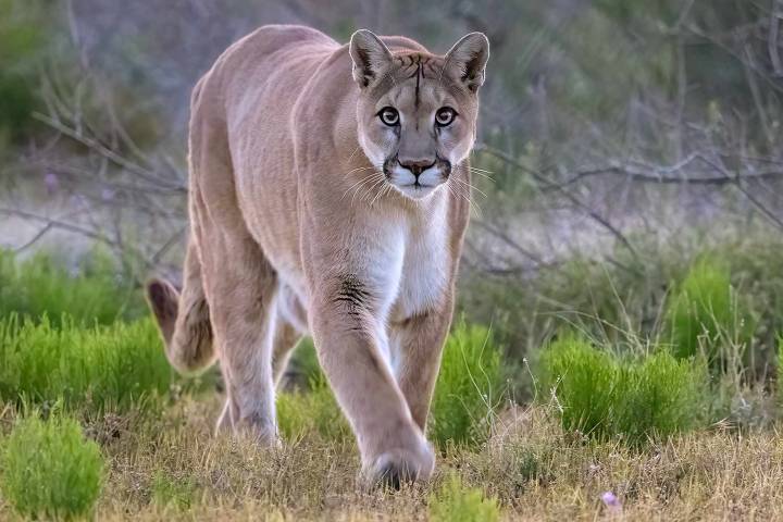 Hikers Survive Close Encounter with Mountain Lion After Wild Animal Follows Them