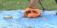 Sun Prairie wants to smash your old pumpkins to smithereens