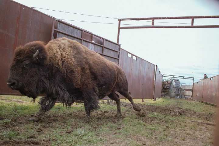 American Prairie sues Montana DNRC for bison grazing permits