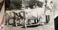 How to lead a cow in the judging ring: This farmer has a story.