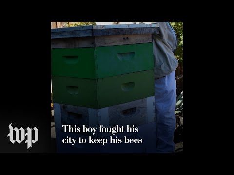 This boy fought his city to keep his bees
