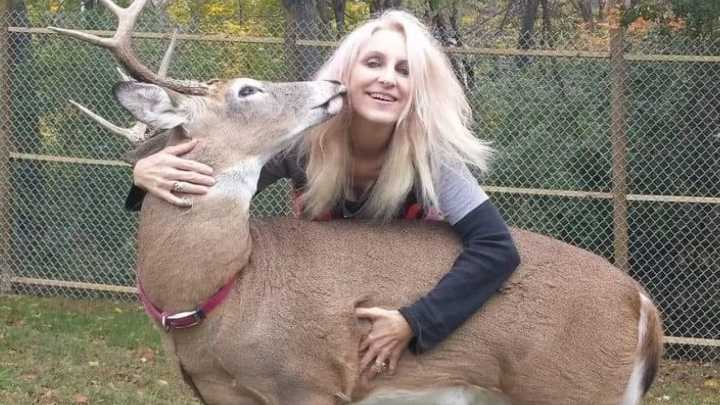 Muere una mujer tras el ataque del ciervo que había rescatado y domesticaba desde hacía años