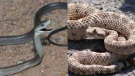 Black mamba vs Sidewinder: Which deadly snake really holds the title of ‘fastest snake’; their venom, speed, and size revealed