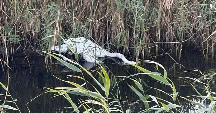 Bird flu 'beginning of the end' warning as experts prepare for UK 'carnage'