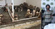 Entre lodo y heridas, 31 perritos fueron rescatados de un criadero clandestino