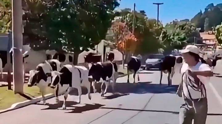 Video: un camión con vacas volcó en plena Ruta 38 y provocó un choque múltiple