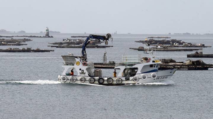 Jaque al mejillón gallego: cierran por biotoxinas 49 de los 52 polígonos de bateas