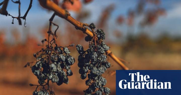 French winemakers ‘battle for survival’ as minister prepares for crisis talks