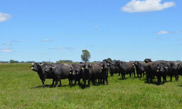 Tres días de genética, capacitaciones y remates en la Expo Búfalos Chaco 2025