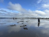 WDFW approves six days of coastal razor clam digs beginning Nov. 18