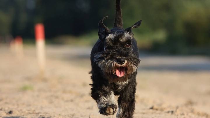 Un estudio revela qué razas caninas están más predispuestas a un rarísimo tumor