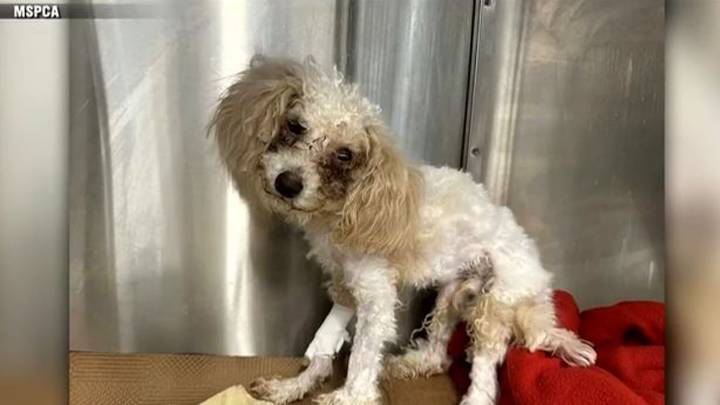 Investigation underway after emaciated dog found in Boston