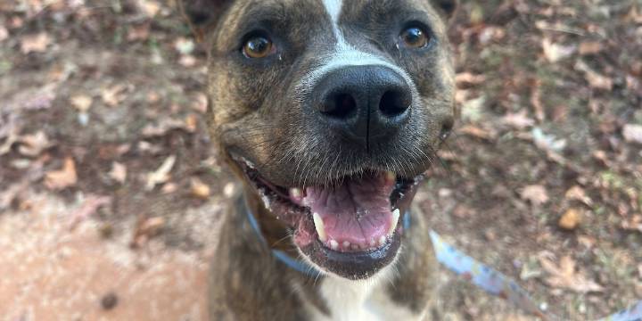 Furry Friday: These pups would be SO thankful for a new home & a new family!