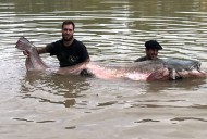 Este es el siluro más grande de la historia en España: pescado en el río Ebro, pesa 130 kg y tiene 3 metros