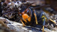 Las autoridades gallegas piden que todos sigan estas recomendaciones para evitar ataques de la avispa asiática