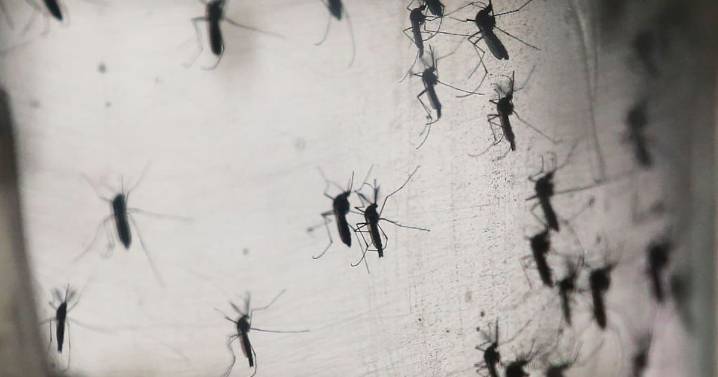 Mosquitos modificados: Inauguran en Yucatán “Fábrica de Mosquitos Buenos”, donde producirán millones de zancudos modificados para perder la capacidad de transmitir dengue, zika y chikungunya