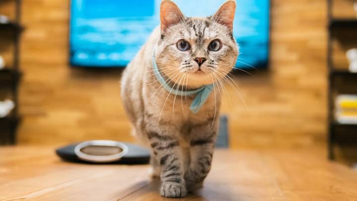 Say hello to Nala, the cat who holds a Guinness World Record for being ‘Most Popular on Instagram’