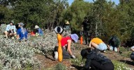Butterfly habitat takes root in Elysian Park