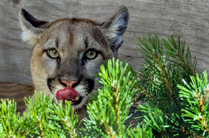 Whiting Ranch Wilderness Park is closed due to mountain lion activity