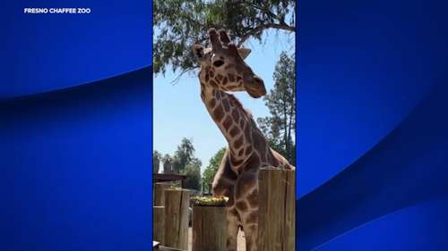 Fresno Chaffee Zoo giraffe 'Baba' passes away